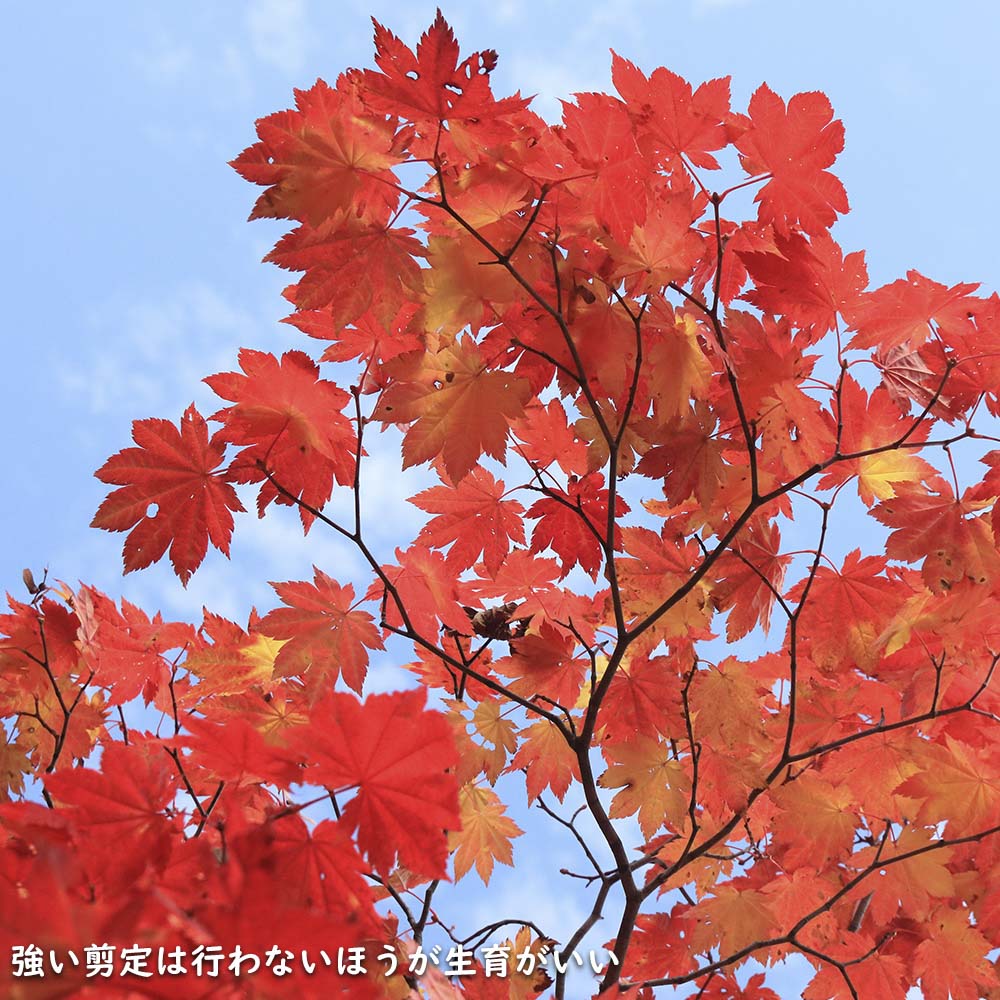 楽天市場】コハウチワカエデ 株立ち 2m 露地 苗木 : トオヤマグリーン