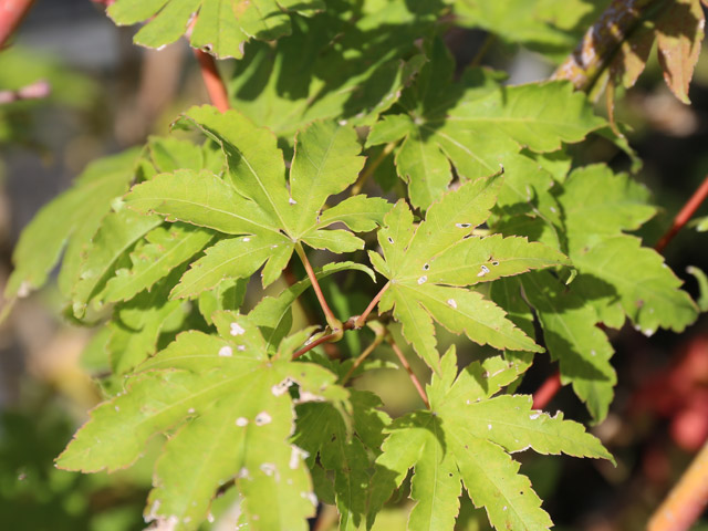 楽天市場】コハウチワカエデ 実生 1.2m 15cmポット 4本 苗 : トオヤマ