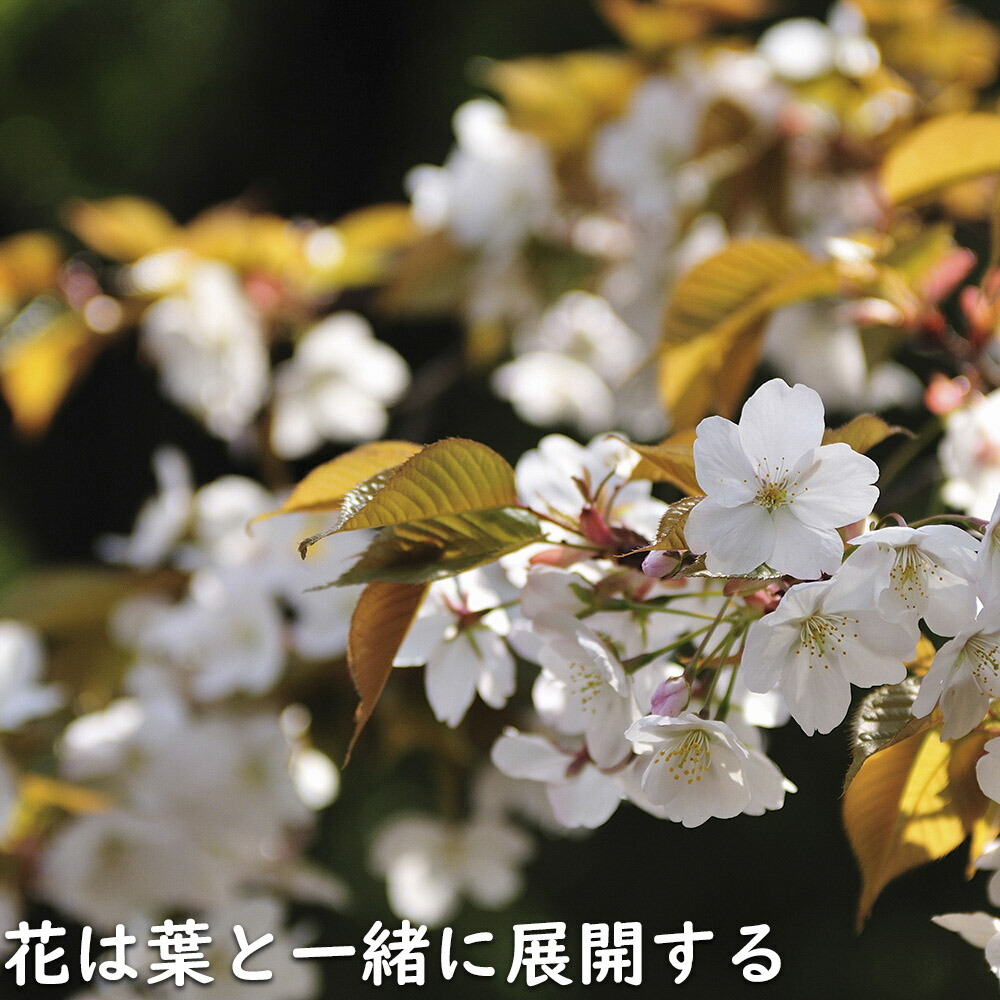 楽天市場】ヤマザクラ 株立ち 2.5m 露地 苗木 : トオヤマグリーン