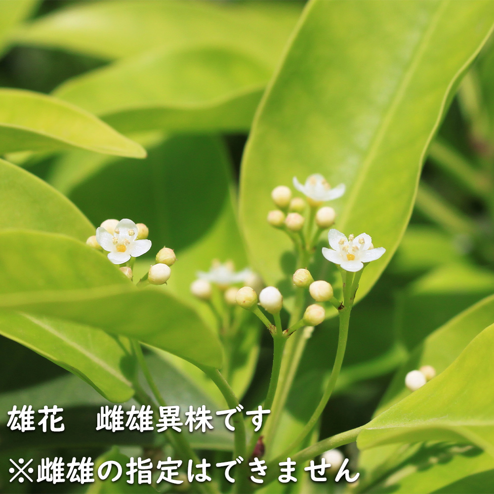 楽天市場】ソヨゴ 単木 1.7m 露地 苗木 : トオヤマグリーン