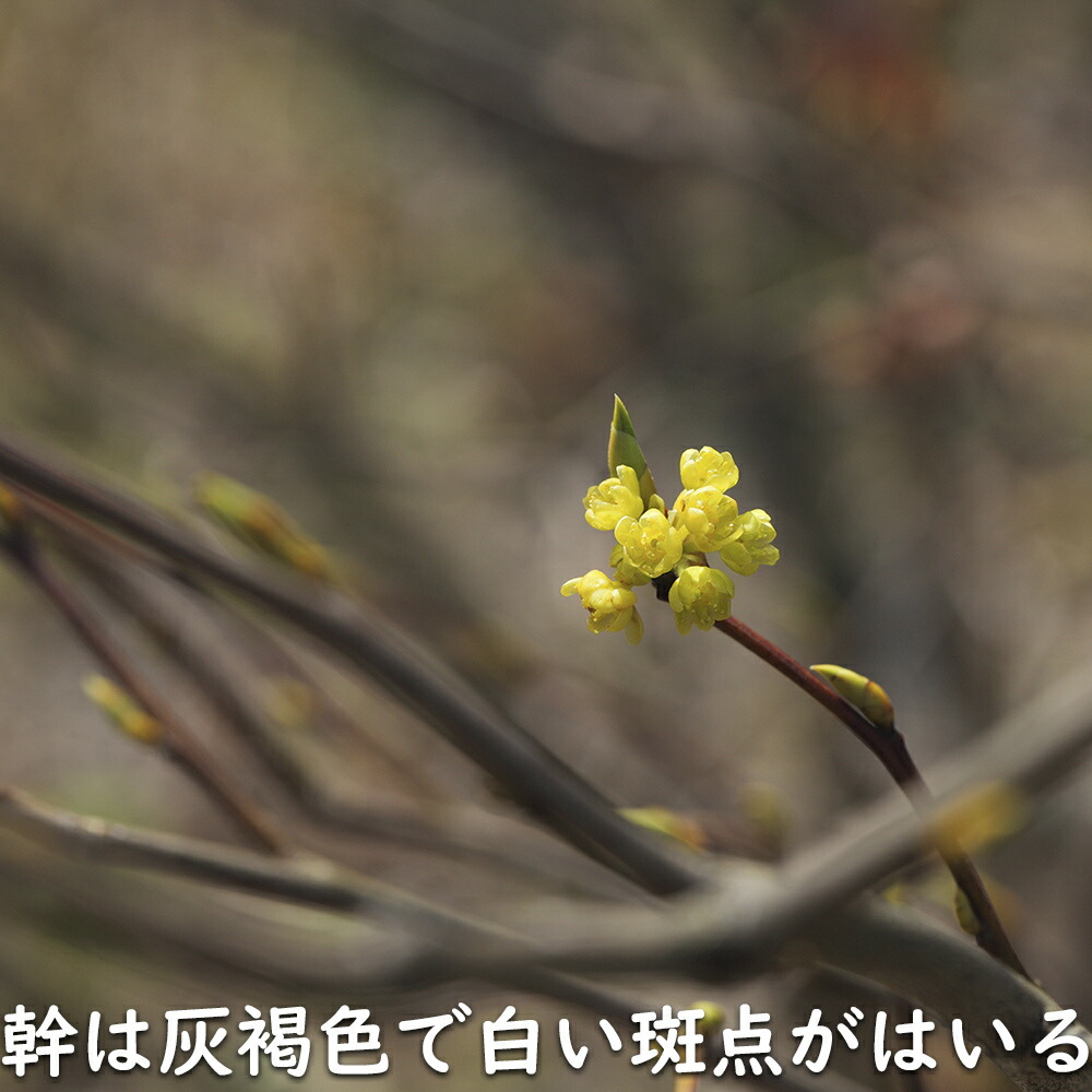 楽天市場】シロモジ 2m 露地 苗木 : トオヤマグリーン