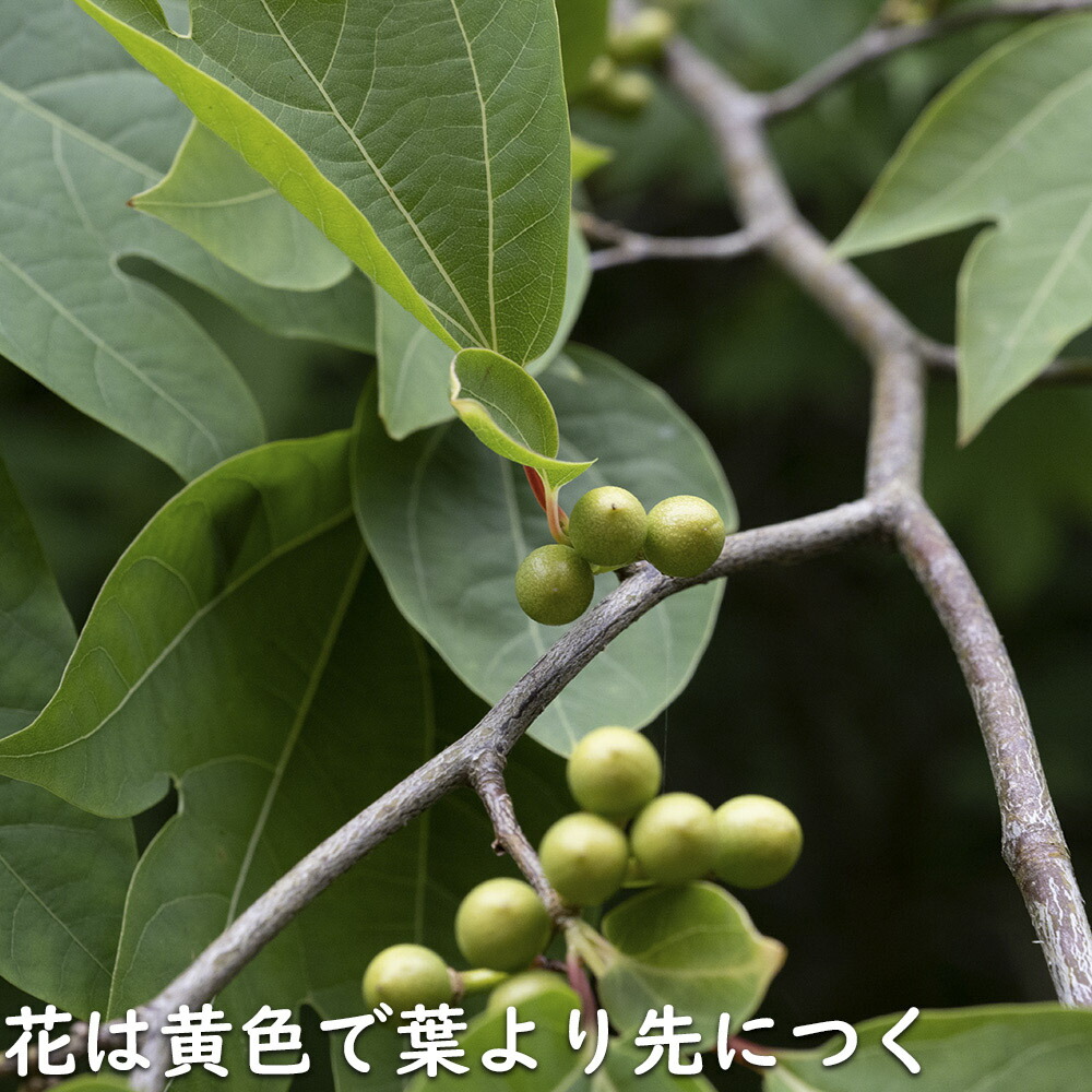 楽天市場】シロモジ 2m 露地 苗木 : トオヤマグリーン