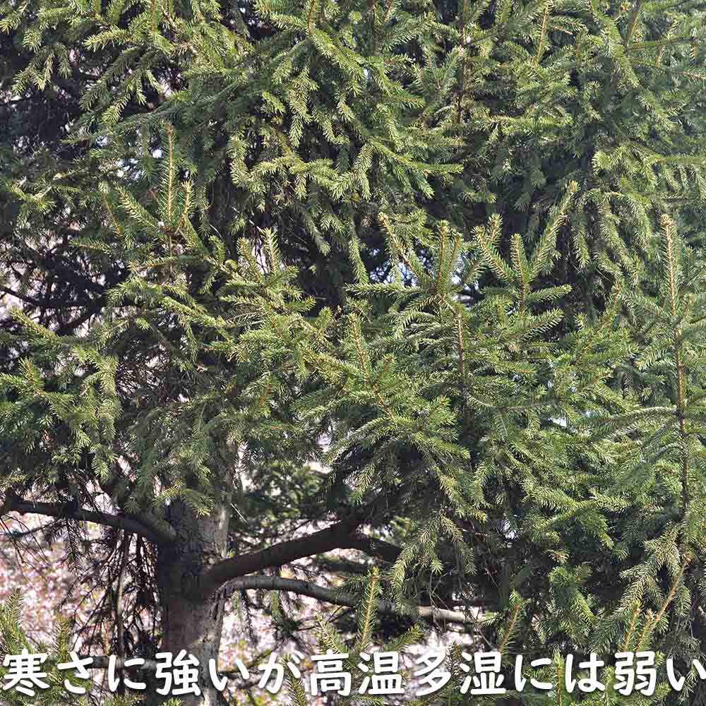 楽天市場】ドイツトウヒ 1.5m 露地 苗木 : トオヤマグリーン