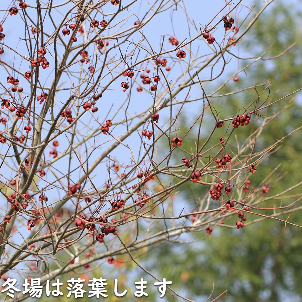 楽天市場】ツリバナ 株立ち 2m 露地 苗木 : トオヤマグリーン