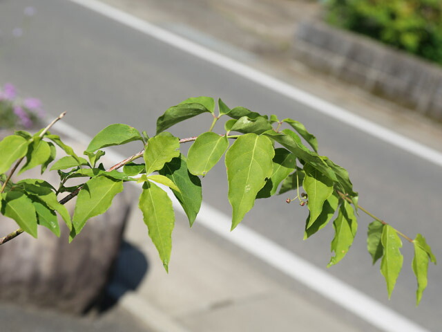 楽天市場】ツリバナ 株立ち 2m 露地 苗木 : トオヤマグリーン