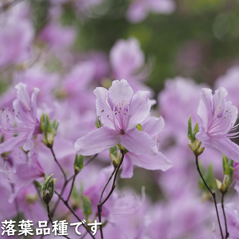 楽天市場】ミツバツツジ 2.5m 露地 苗木 : トオヤマグリーン