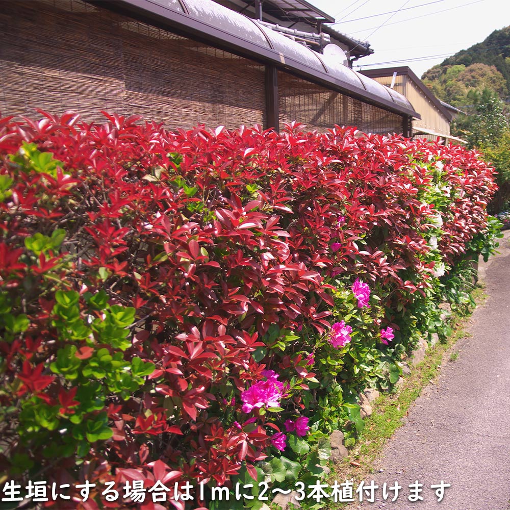 楽天市場】レッドロビン 1m 15cmポット 苗 : トオヤマグリーン