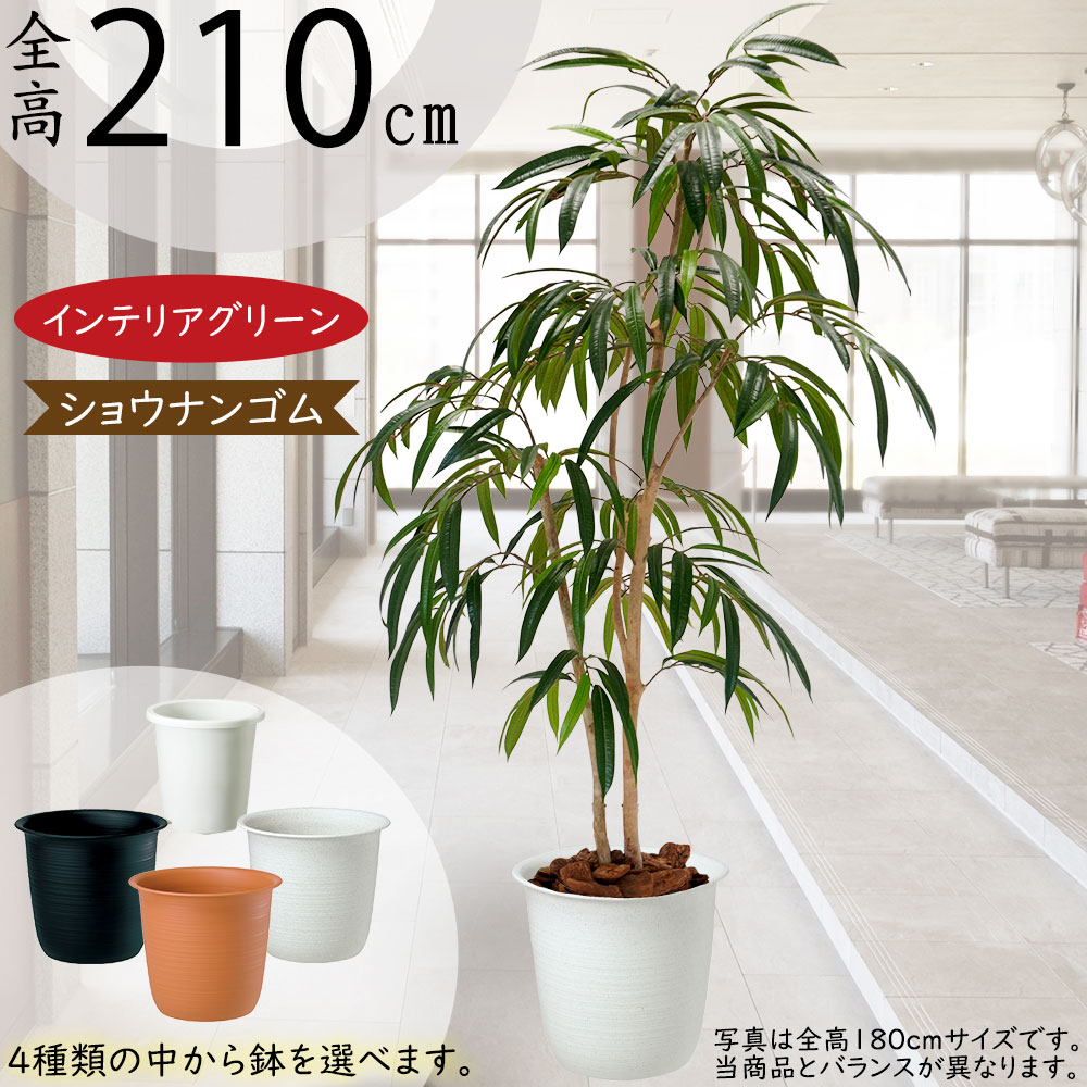 楽天市場】フェイクグリーン ショウナンゴムの木 大型 おしゃれ 人気