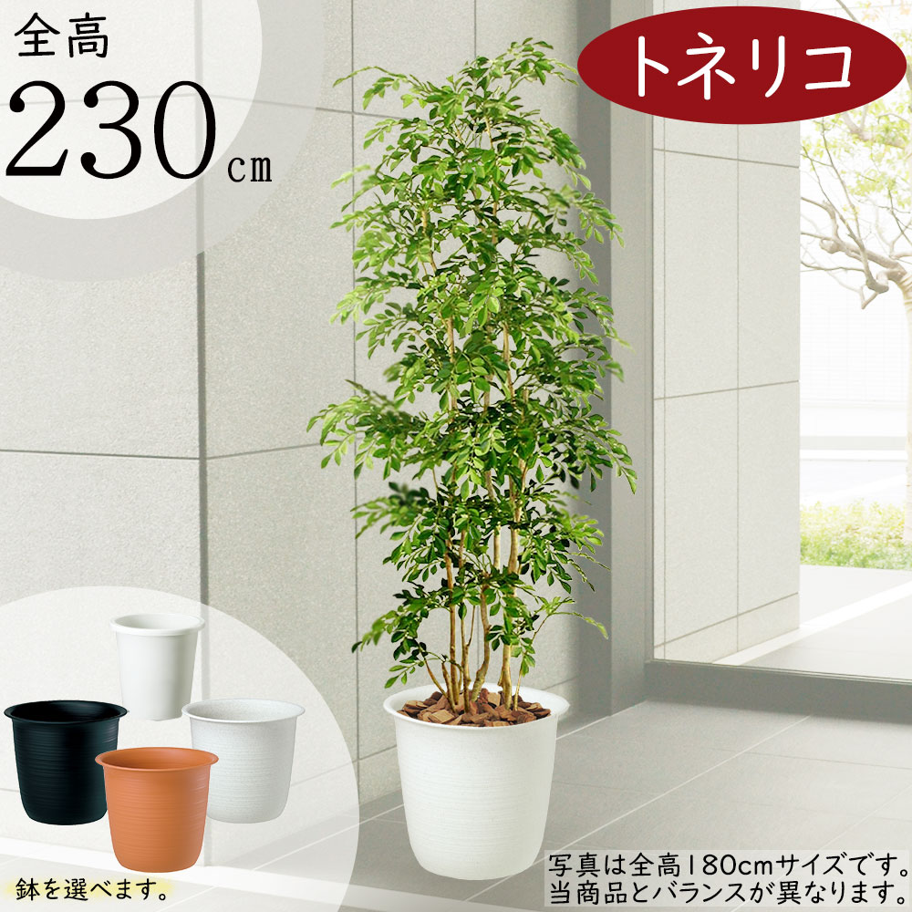 楽天市場】フェイクグリーン 大型 おしゃれ 人気 リアル おすすめ