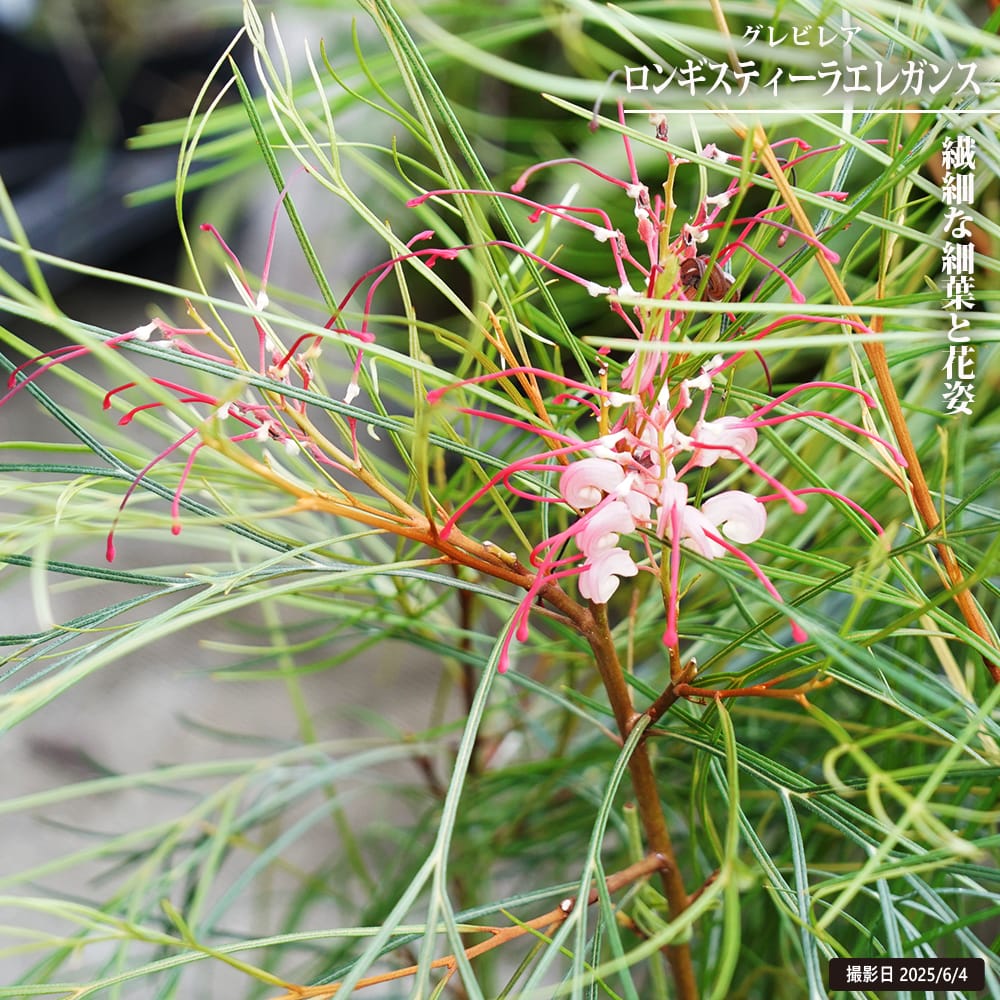 楽天市場】グレビレア 【ロンギスティーラエレガンス】 4号ポット苗