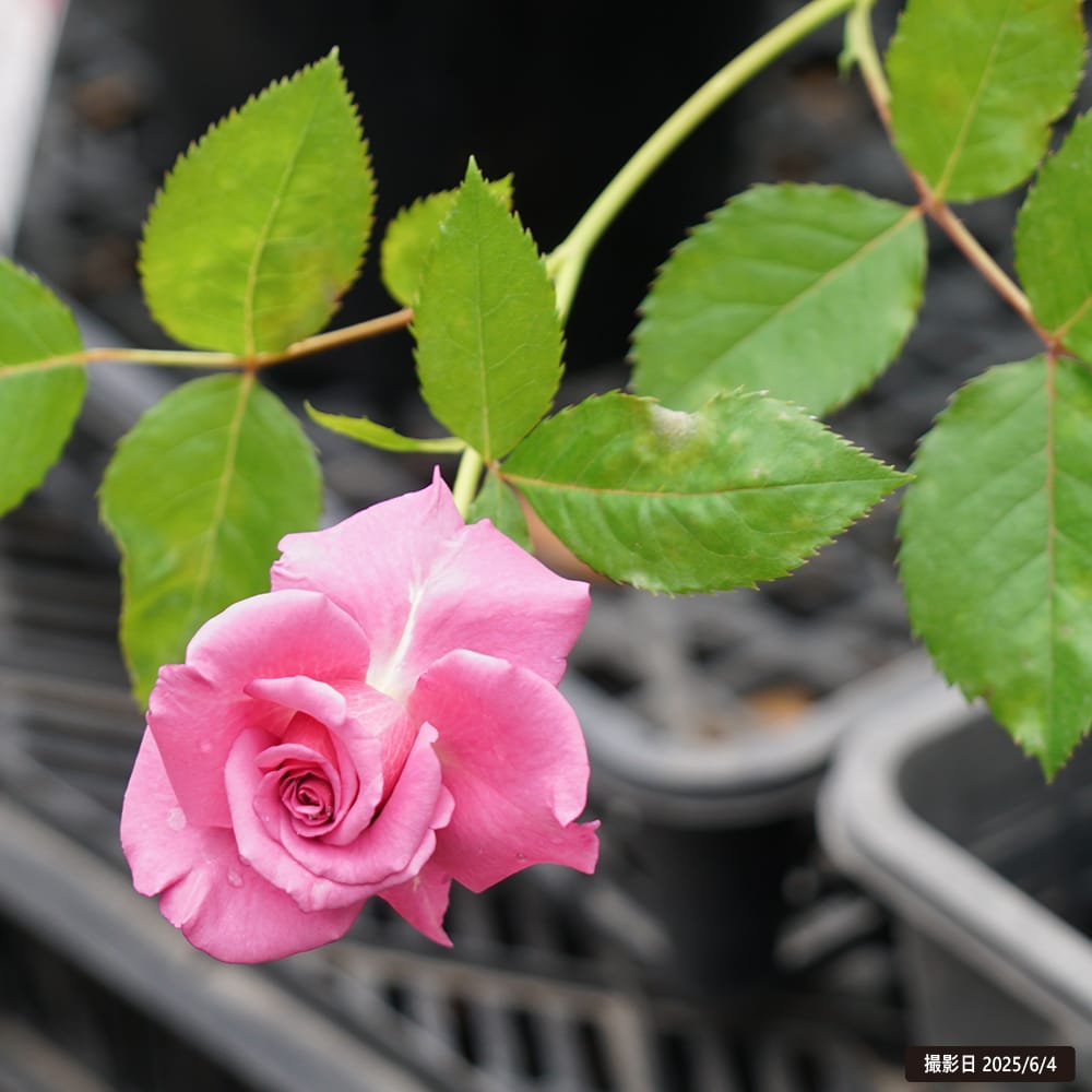 楽天市場】四季咲きバラ苗 【ショッキングブルー】 2年生大苗 : 苗木部