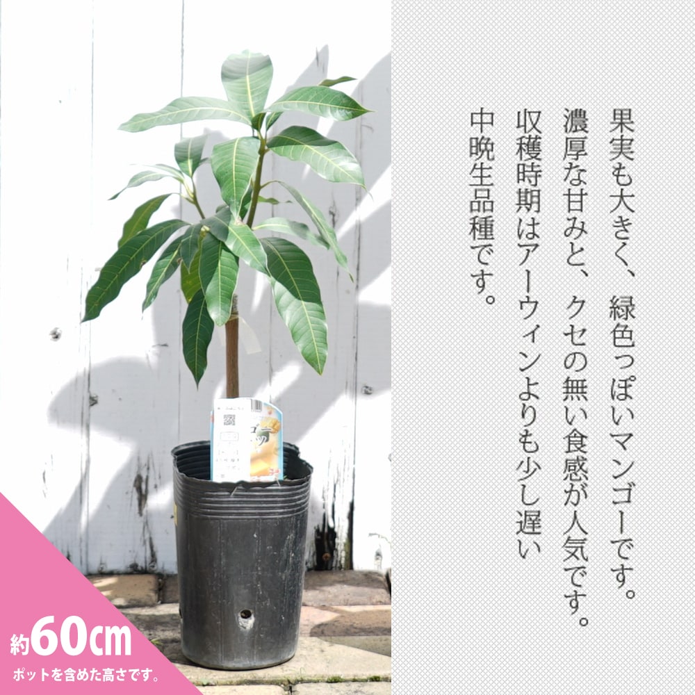 楽天市場】マンゴーの木 【キーツ】 1年生接木苗 4.5号ロングポット苗
