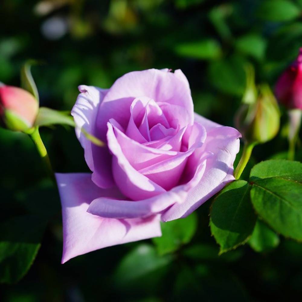 楽天市場】四季咲き強香バラ苗 【ブルームーン】 1年生新苗 3.5号