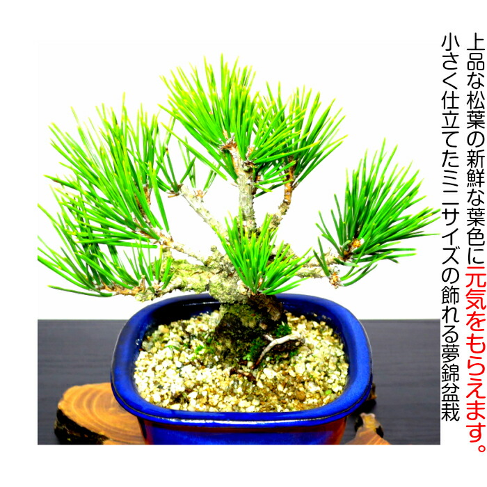 楽天市場】盆栽 松 黒松 ミニ錦松 楽天1位受賞 縁起物 厄除け 樹齢5年