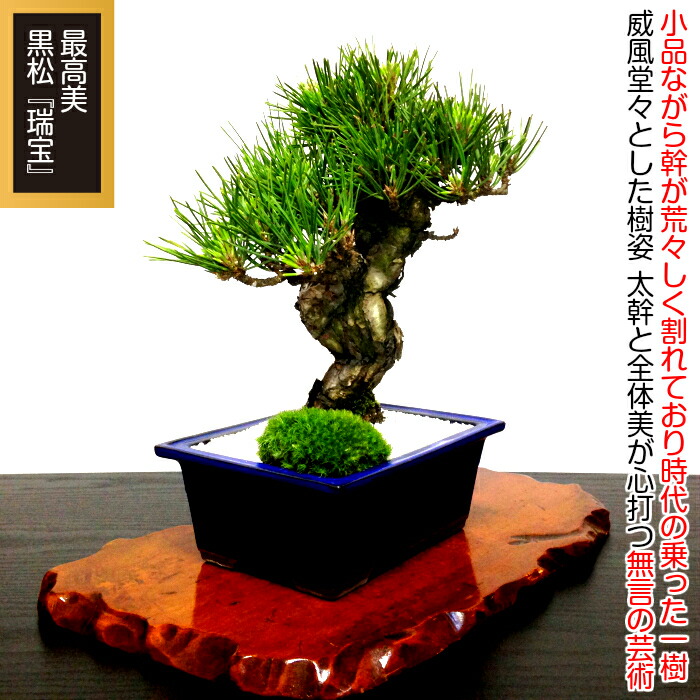 楽天市場】盆栽 松《別格》樹形美 樹齢20年 極太捻転幹 黒松『瑞宝