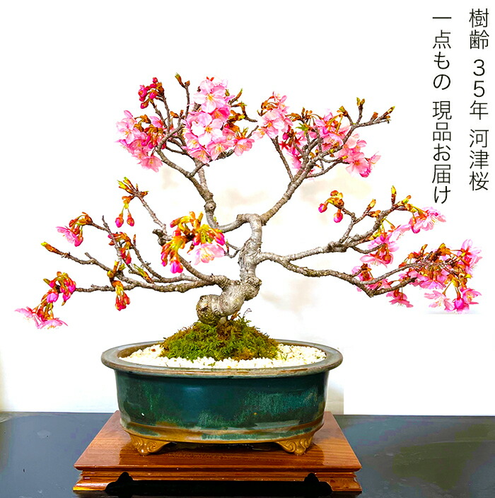 楽天市場】盆栽 桜 河津桜 高級盆栽 古木 樹齢35年 一点もの 現品お