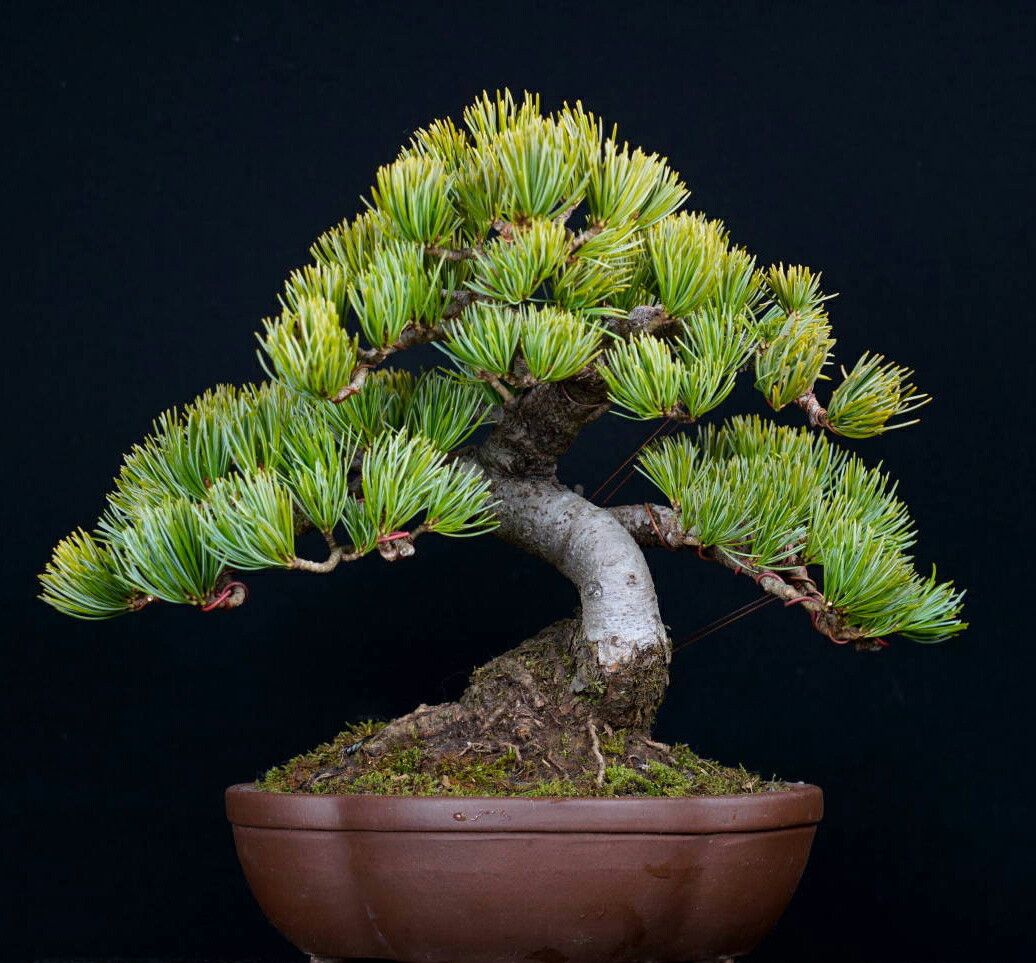 楽天市場】盆栽 松 一点物 現品 樹齢30年 宮島五葉松 初心者の方でも