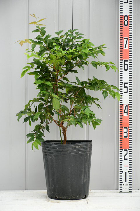 楽天市場】◇送料無料◇ ジャボチカバ 苗 【四季成り性 ジャボチカバ