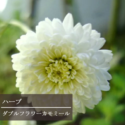 楽天市場】【単品 / 3個セット】カモミール ダブルフラワーカモミール