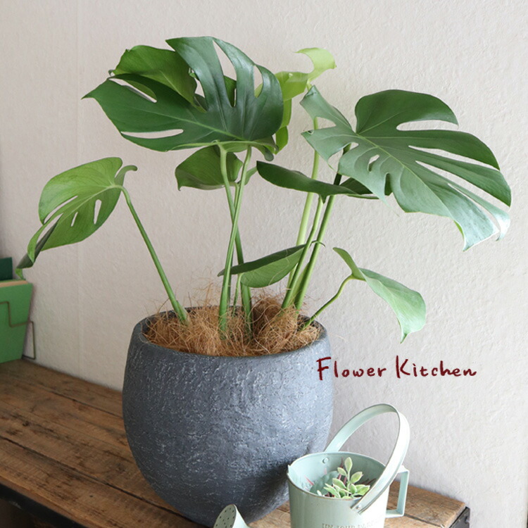 楽天市場】(観葉)『モンステラ 6号鉢 イノルガニックボウルブラック鉢