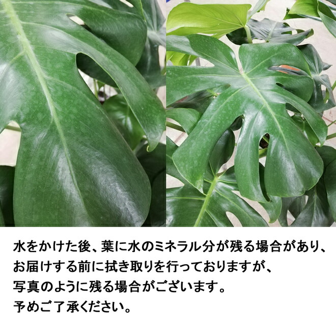 楽天市場】観葉植物 モンステラ デリシオーサ 8号 角高陶器鉢 白 高さ