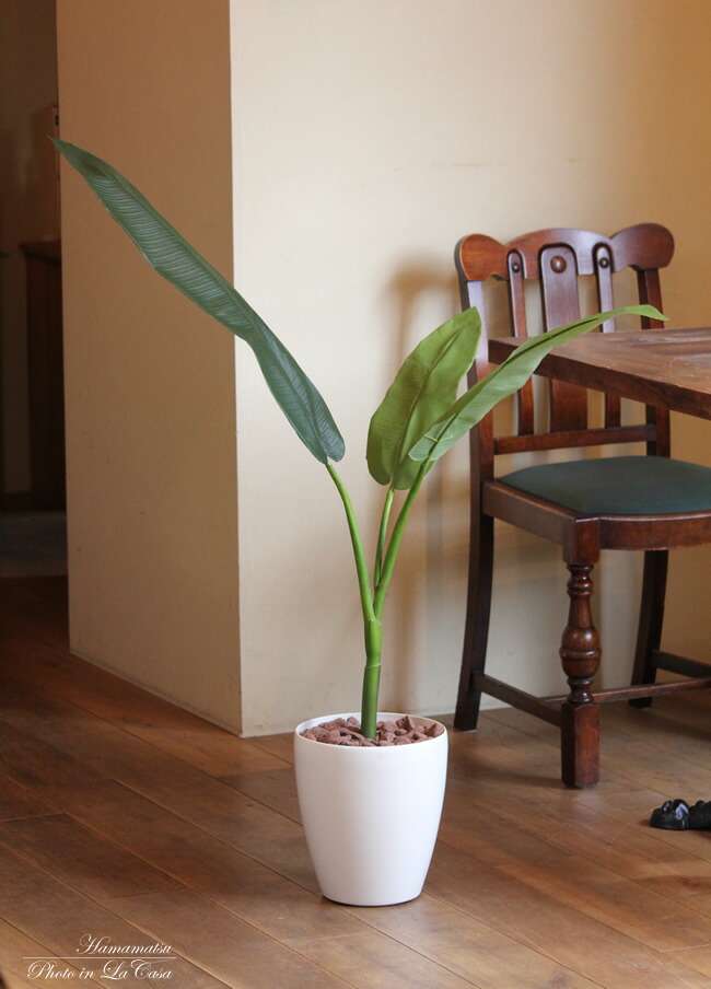 楽天市場】光触媒 観葉植物 光の楽園トラベラーズパーム 高さ1.1m