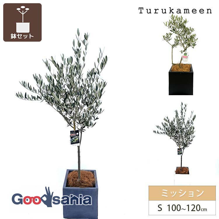 オリーブ ミッション 盆栽 植木」の人気商品一覧 | 安い商品を通販