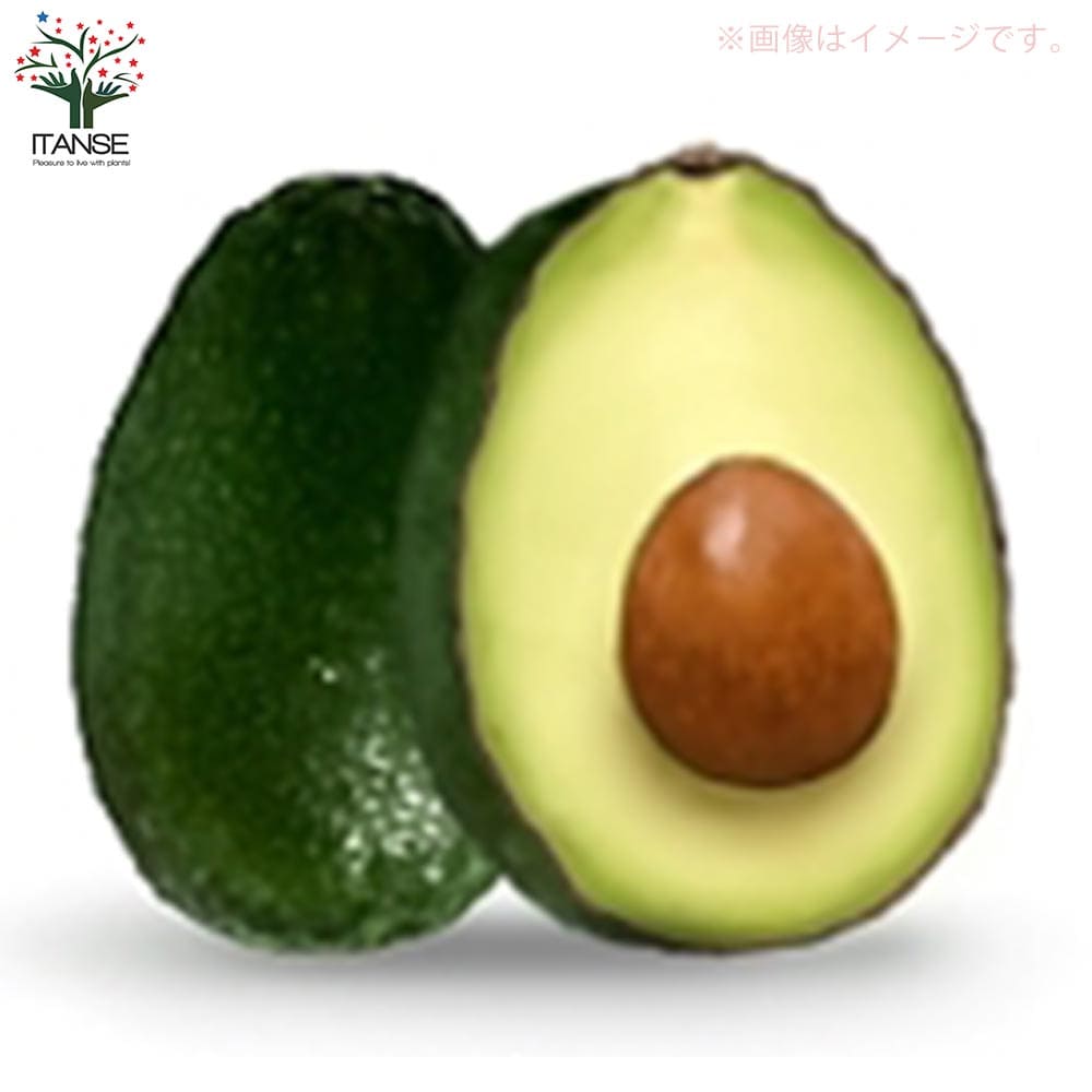 楽天市場】【送料無料】アボカドの苗木品種：ベーコン ( Bタイプ