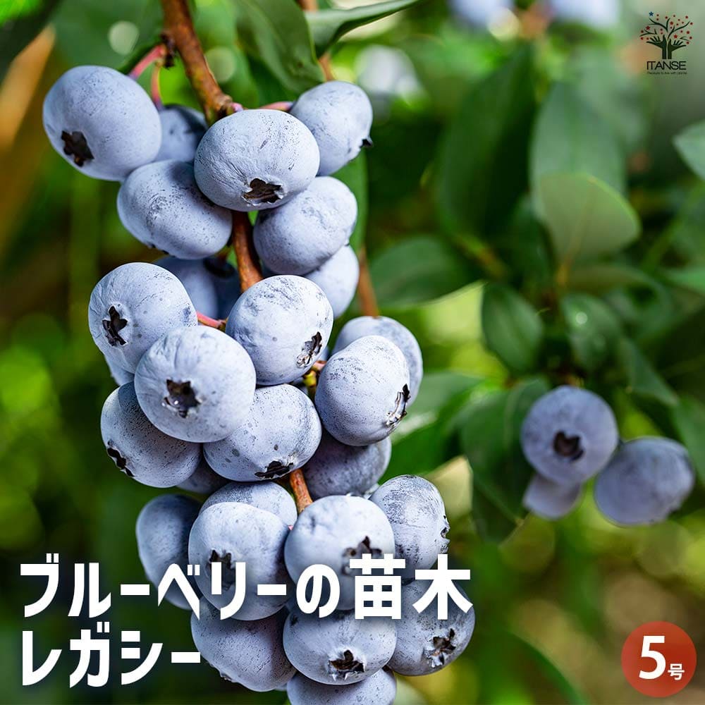 楽天市場】ブルーベリー レガシーの通販
