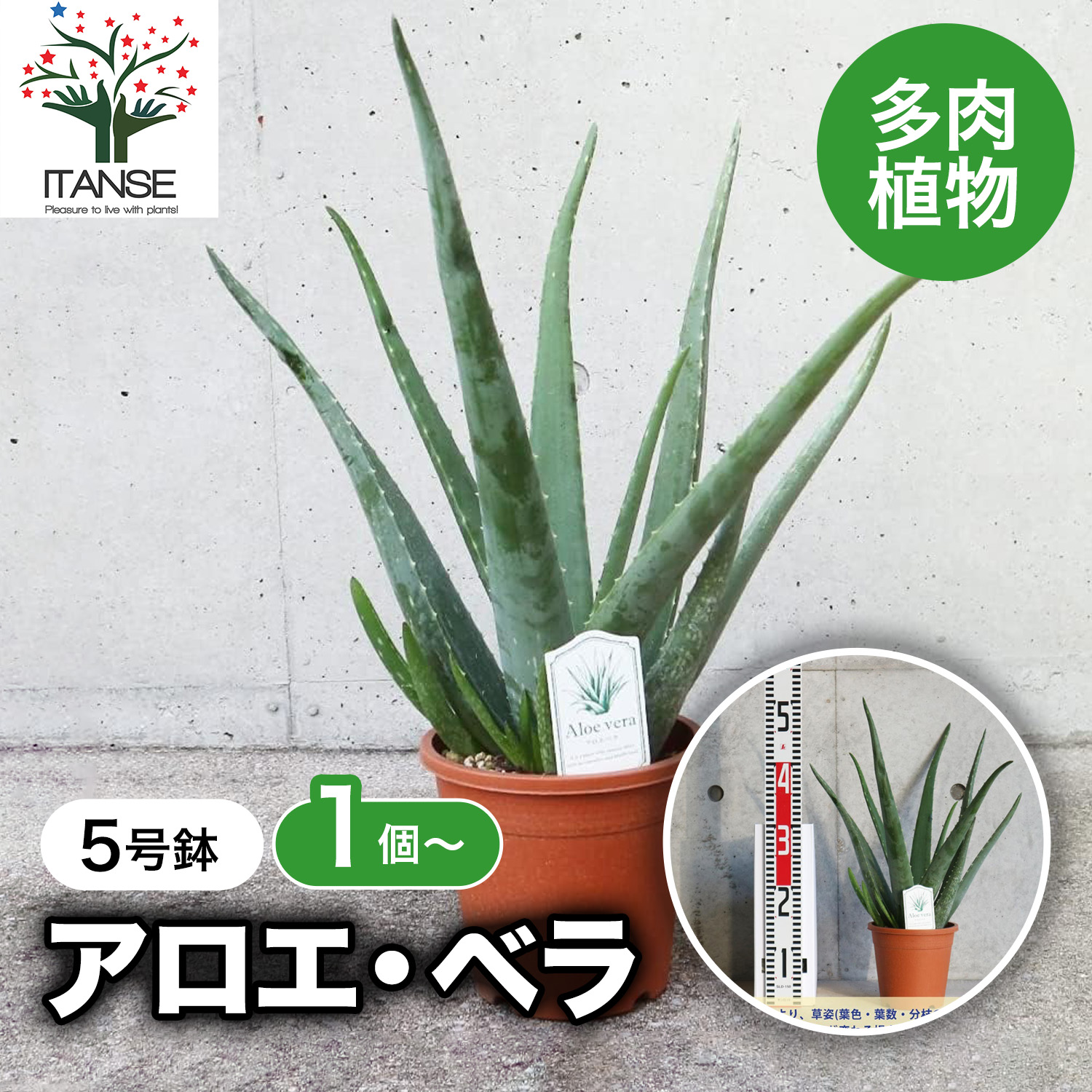 楽天市場】【送料無料】アロエ ベラ ハーブの苗 多肉植物苗5号鉢苗