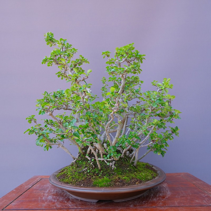 楽天市場】（株）一樹園 長寿梅 大品盆栽／樹齢30年 : 一樹園