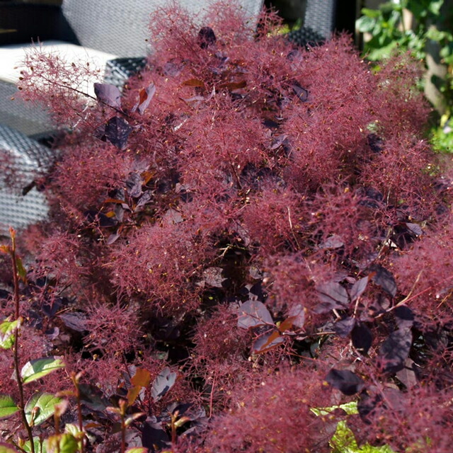 楽天市場】【コティヌス属】スモークツリー ダスキーメイデン4.5号