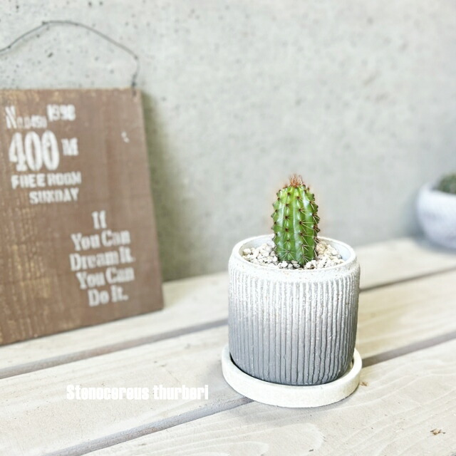 楽天市場】多肉植物【ステノケレウス属】ハシラサボテン 大王閣4号