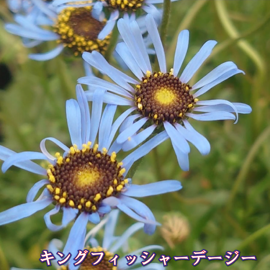 楽天市場】キングフィッシャーデージー 【予約品2月上中旬発送】 3号