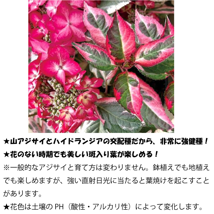 楽天市場】大栄花園 アジサイ カラフルランジア オーロラレッド 【2025