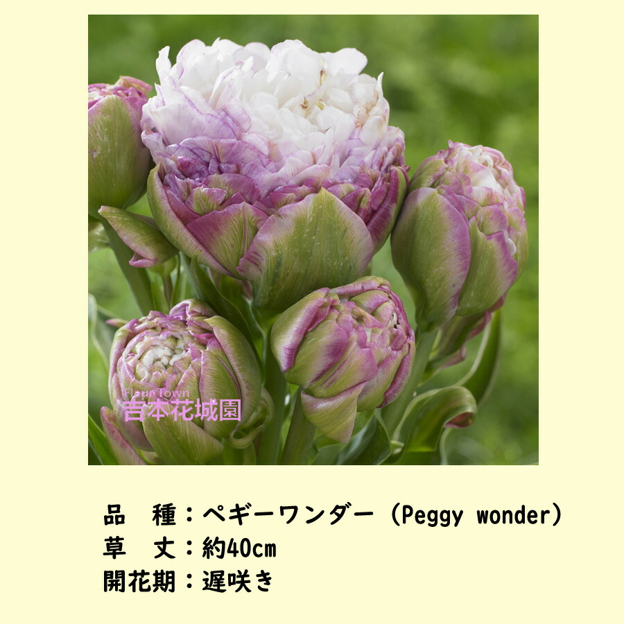 楽天市場】【2025年入荷なし】 秋植え球根 チューリップ ペギー