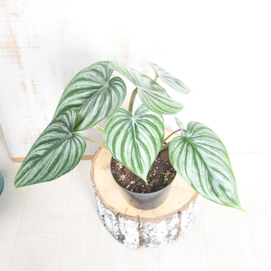 楽天市場】希少 フィロデンドロン プロウマニー ウォーターメロン