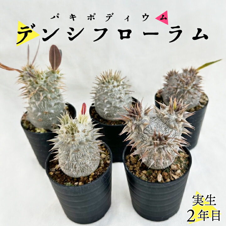 楽天市場】パキポディウム デンシフローラム 実生2年目 2.5号鉢 塊根