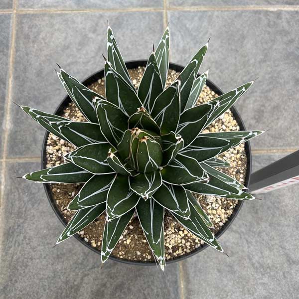 アガベ 笹の雪」の人気商品一覧 | 安い商品を通販サイトから探す