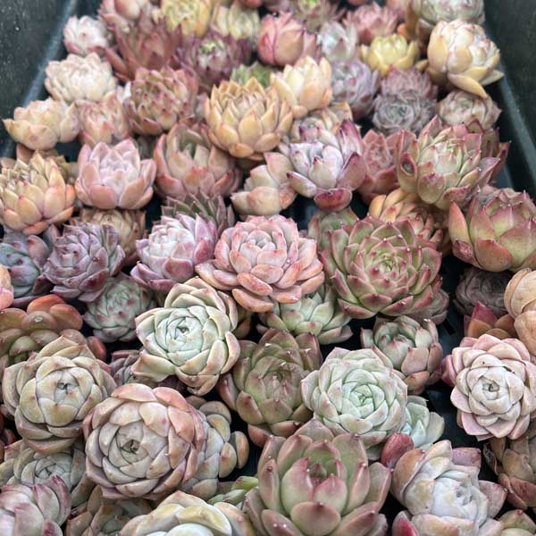 楽天市場】多肉植物 苗 韓国産 カット苗 韓国苗 寄せ植え : Lea Mala