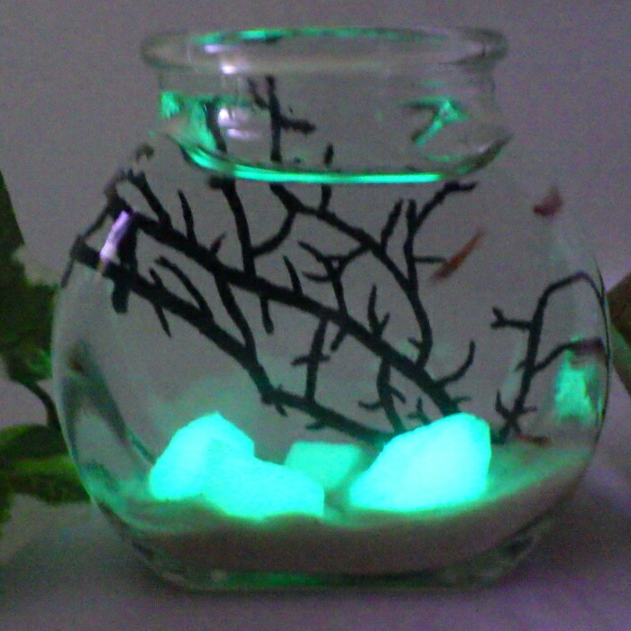 楽天市場】大瓶 光る石入りピクシーシュリンプ 熱帯魚 シュリンプ