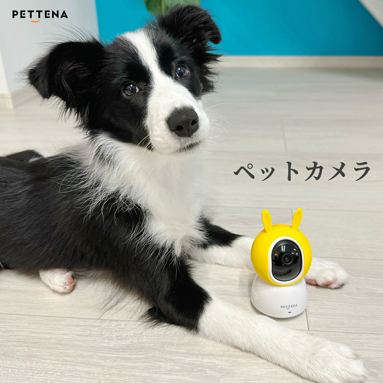 楽天市場】ペットカメラ ドッグカメラ 防犯カメラ PETTENA【1年保証