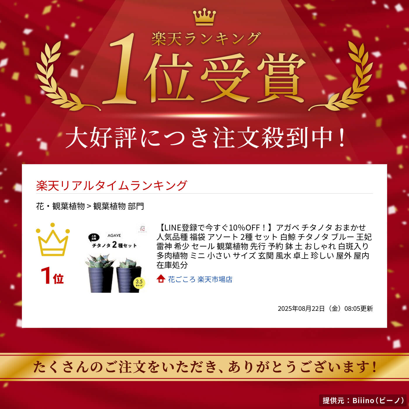 楽天市場】アガベ チタノタ おまかせ 人気品種 福袋 アソート 2種