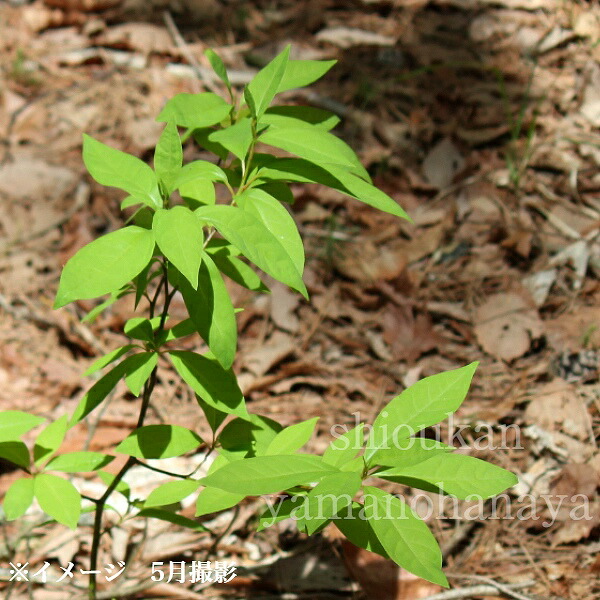 楽天市場】クロモジ 9〜10.5cmポット苗 数量割引あり/樹高10〜20cm