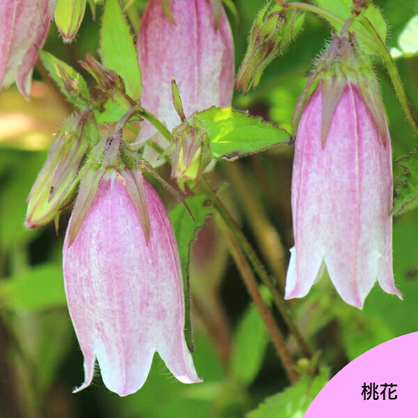 楽天市場】宿根草セット： ホタルブクロ 6種各1ポットセット【青花