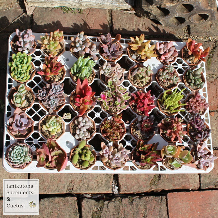 楽天市場】多肉植物 2寸シャトル鉢35個セット 17種類×2個 送料無料