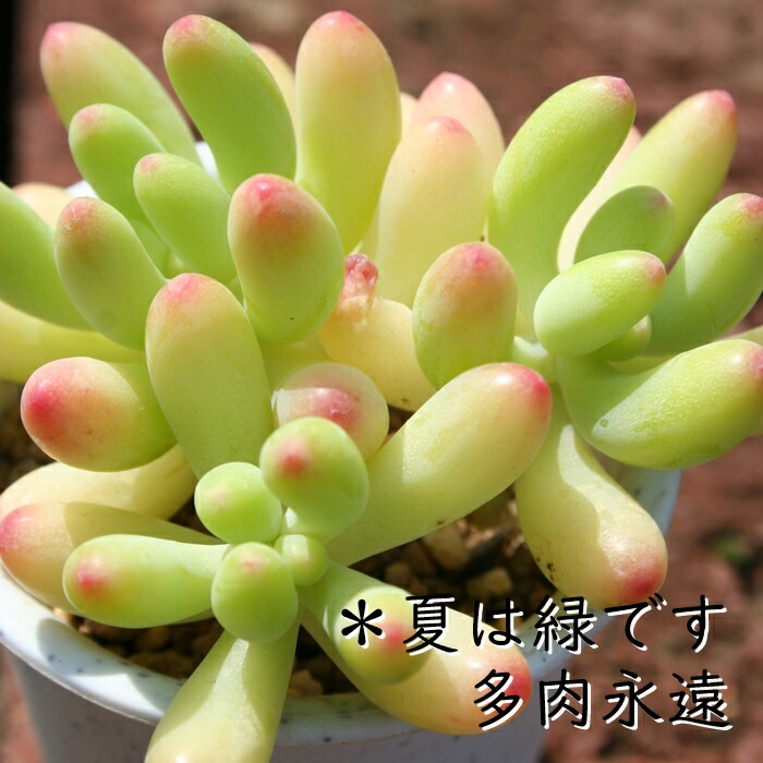 お纏め 多肉植物 乙女心錦 未発根 ✲乙女心錦の挿し芽をした(2024.03