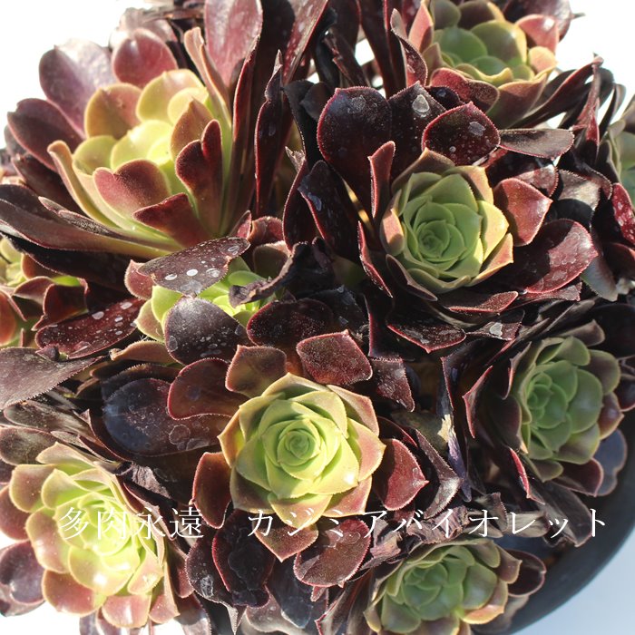 楽天市場】カシミアバイオレット アエオニウム Mサイズ 5.5cmポット cv