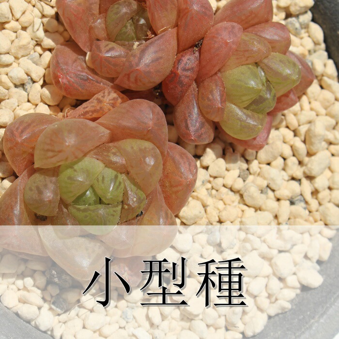 楽天市場】ノーブル エケベリア 1頭 Mサイズ 5.5cmポット 韓国苗