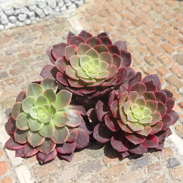 楽天市場】万黄 アエオニウム Mサイズ 5.5cmポット 多肉植物 aeonium